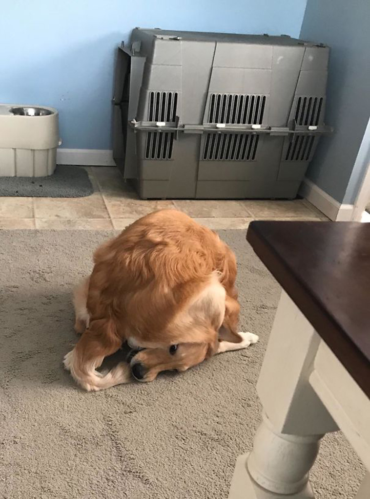 funny-silly-dogs