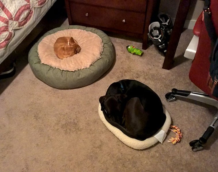 funny-silly-dogs