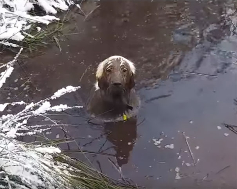 funny-silly-dogs