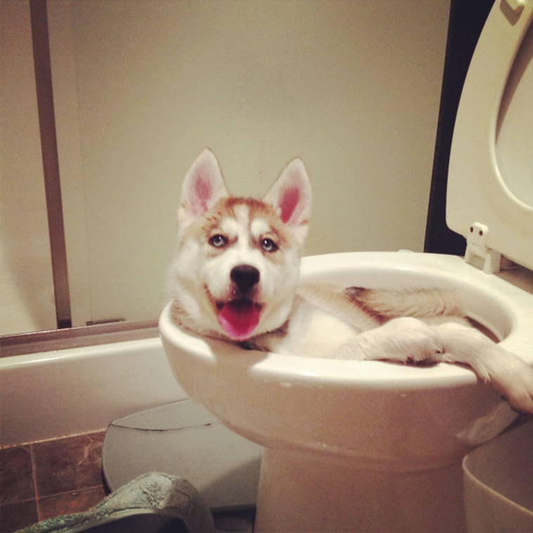 funny-silly-dogs