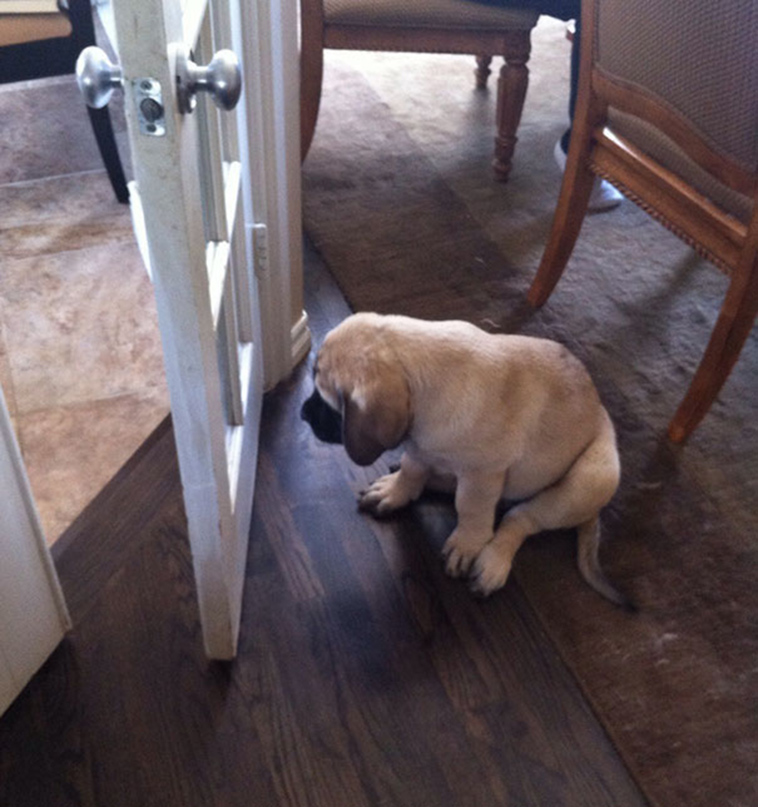funny-silly-dogs