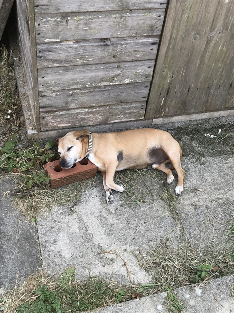 funny-silly-dogs