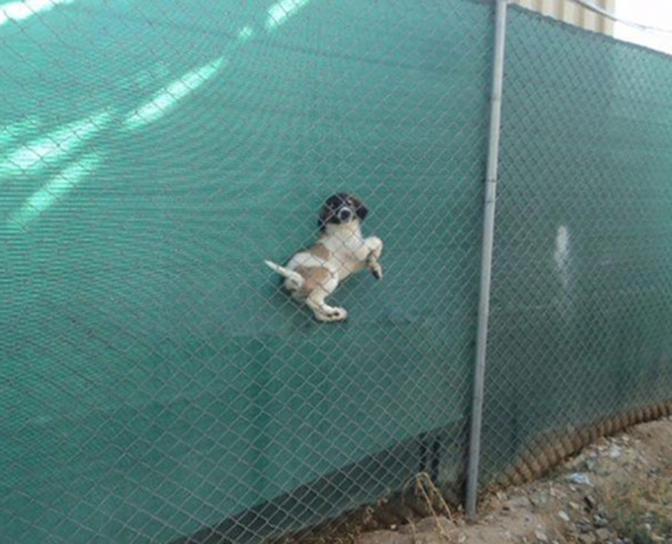 funny-silly-dogs