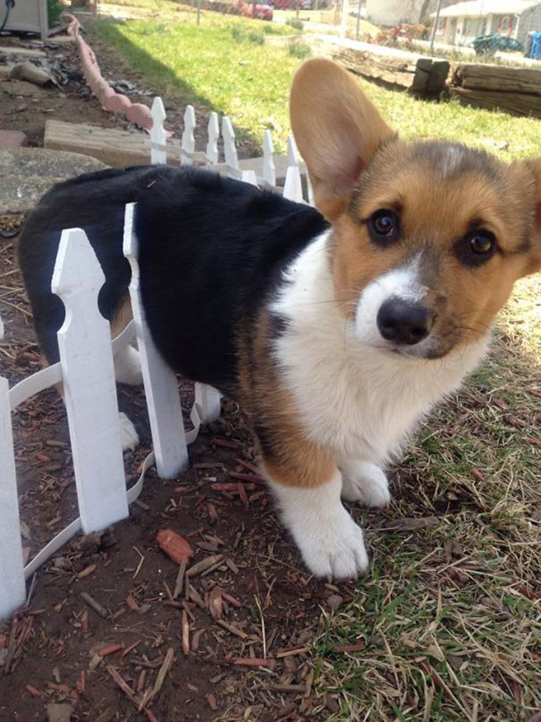 funny-silly-dogs