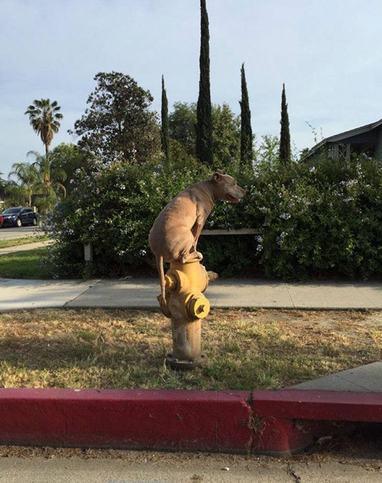 funny-silly-dogs
