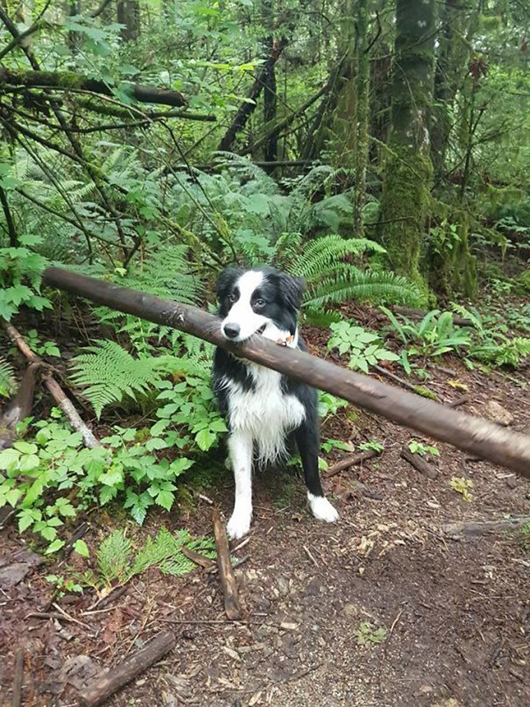 funny-silly-dogs