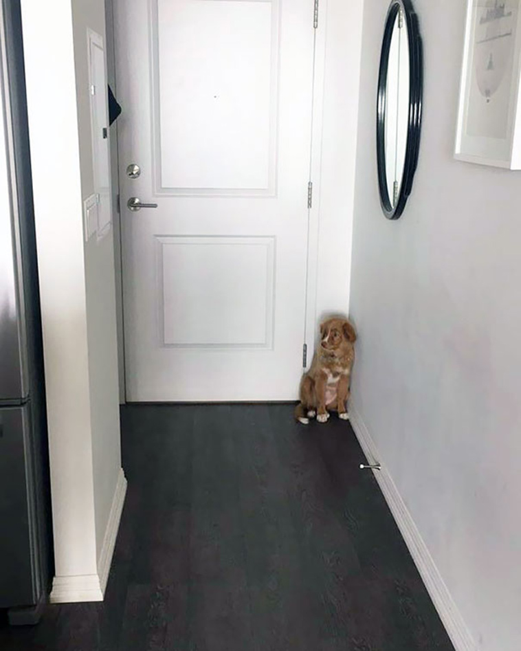 funny-silly-dogs