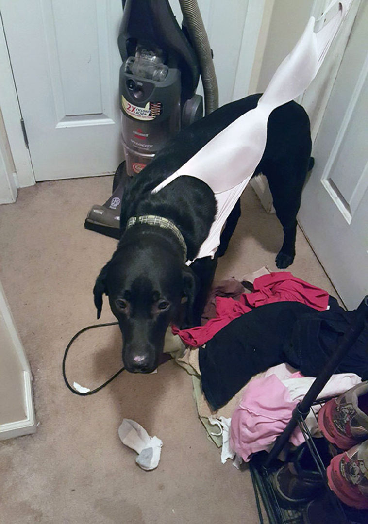 funny-silly-dogs