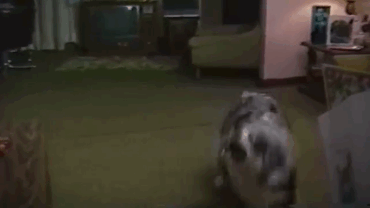 funny-silly-dogs