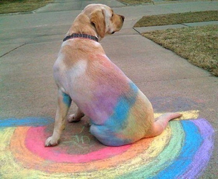 funny-silly-dogs