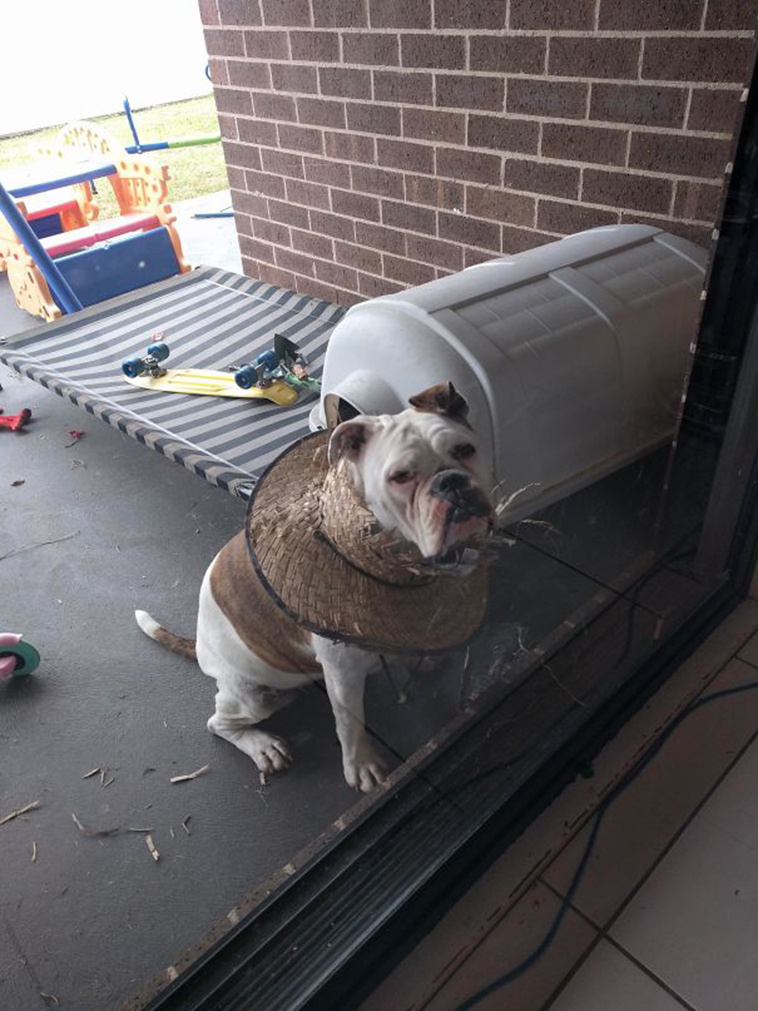 funny-silly-dogs