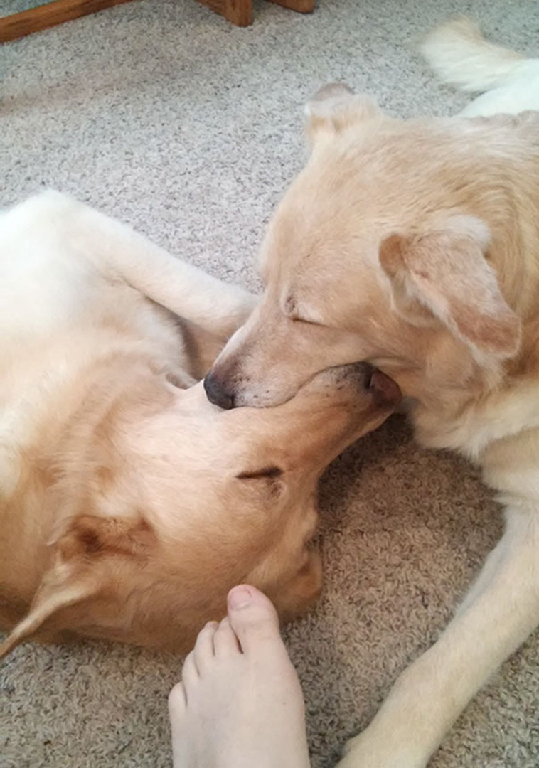 funny-silly-dogs