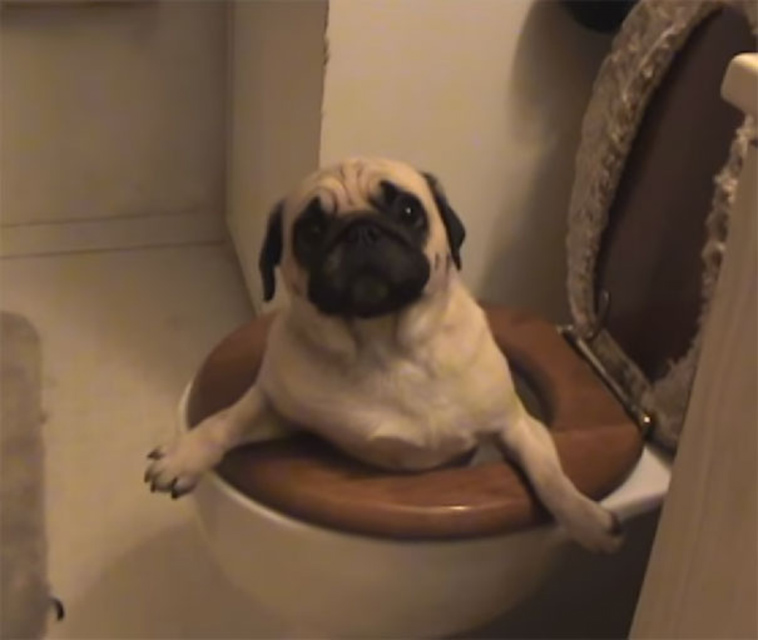 funny-silly-dogs