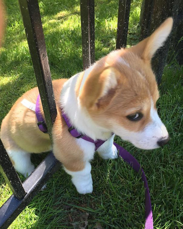 funny-silly-dogs