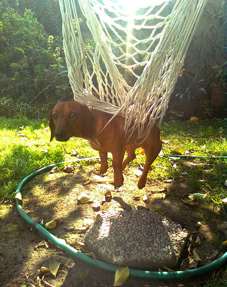 funny-silly-dogs