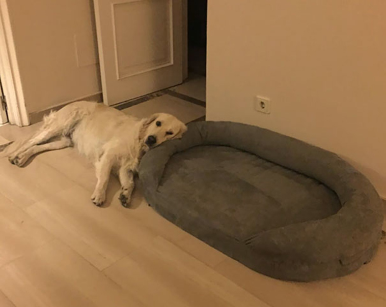 funny-silly-dogs