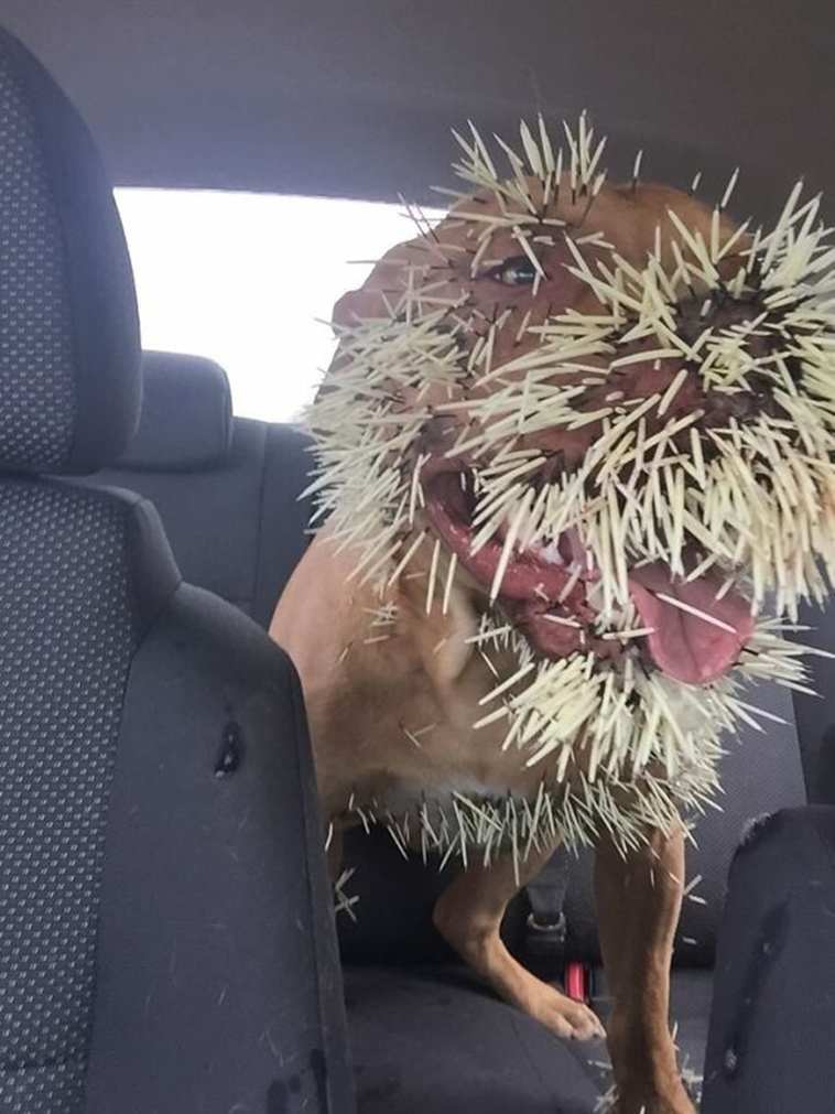 funny-silly-dogs