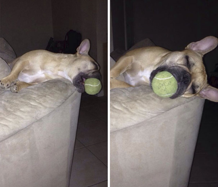funny-silly-dogs