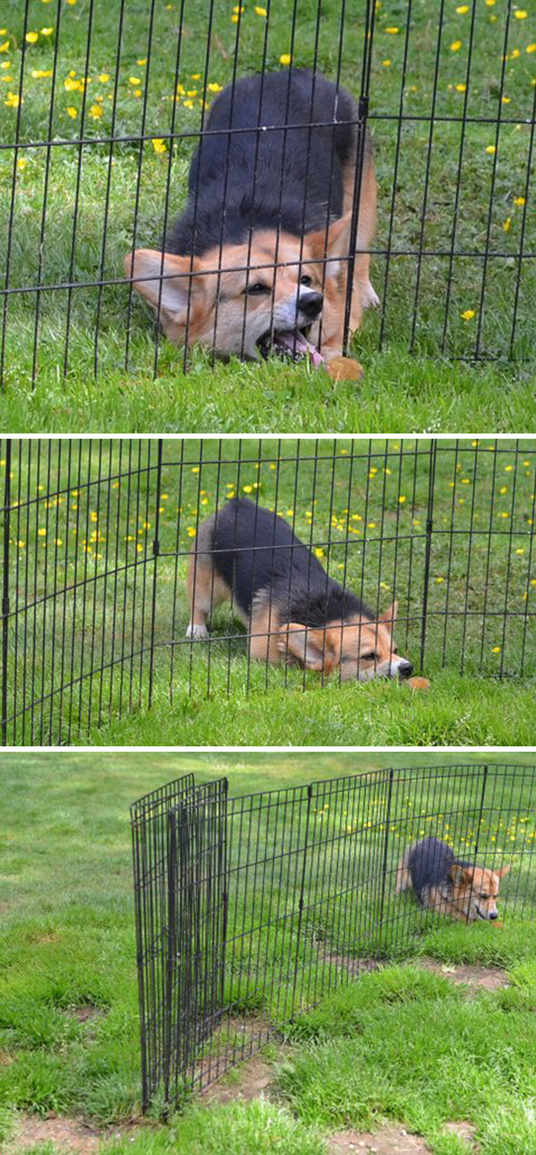 funny-silly-dogs