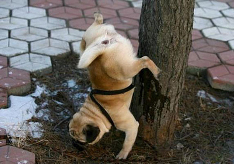 funny-silly-dogs