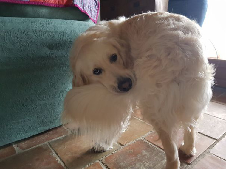 funny-silly-dogs