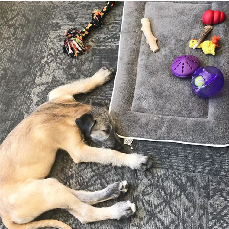 funny-silly-dogs