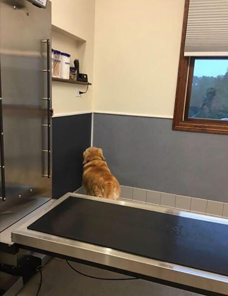 funny-silly-dogs