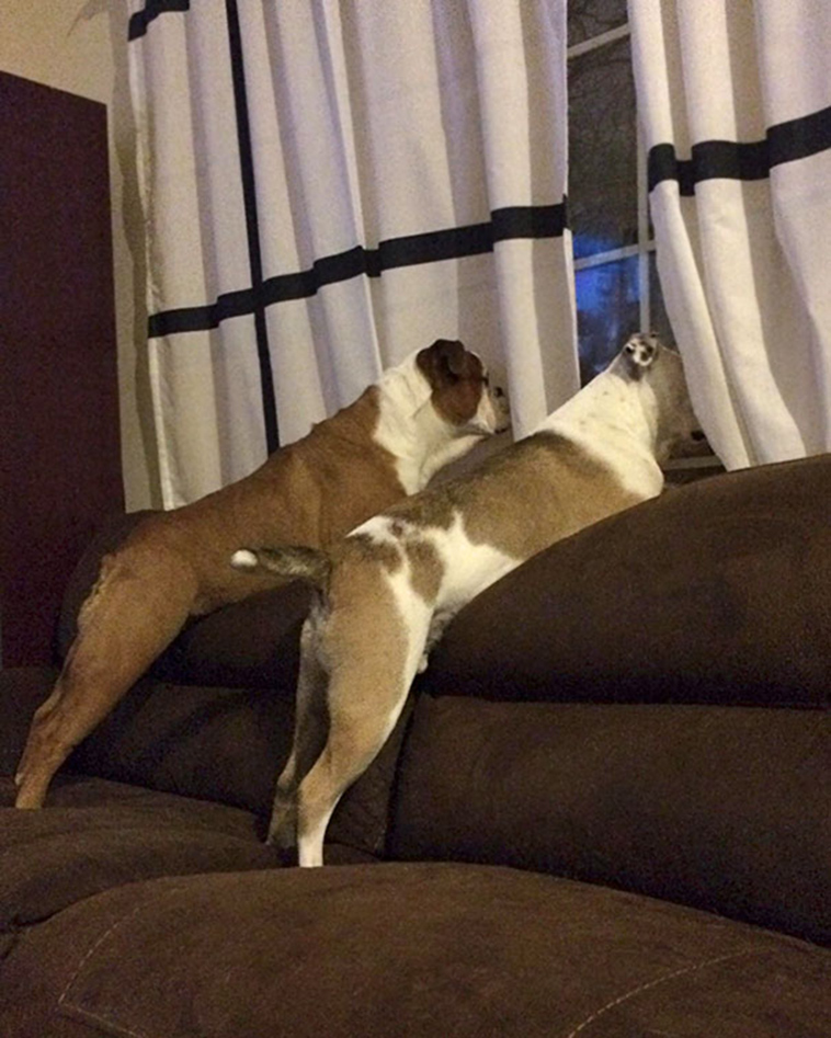 funny-silly-dogs