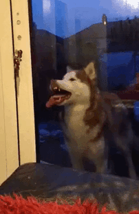 funny-silly-dogs