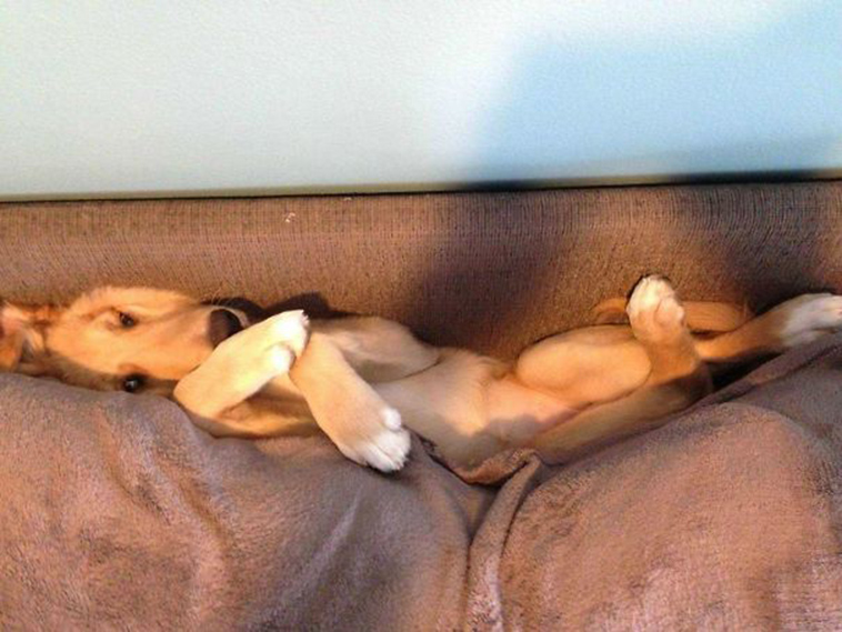 funny-silly-dogs