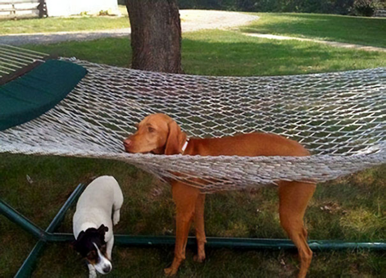 funny-silly-dogs