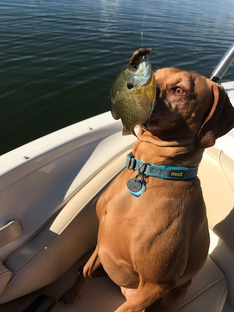 funny-silly-dogs