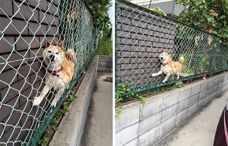 funny-silly-dogs