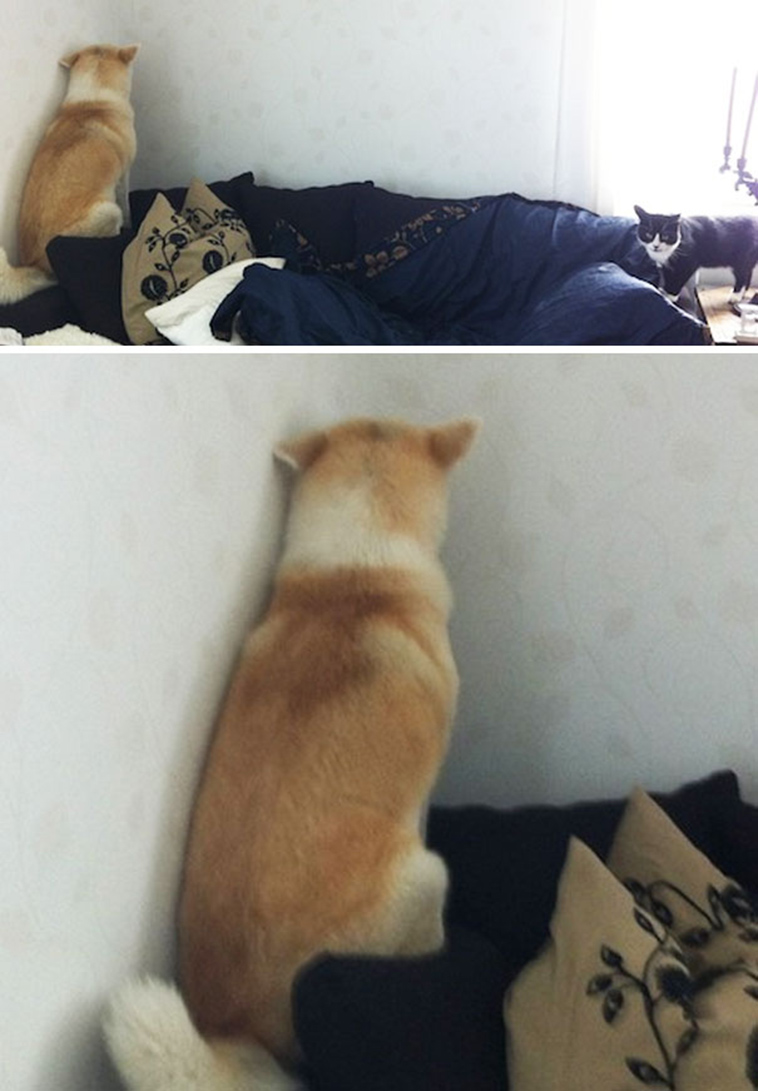 funny-silly-dogs
