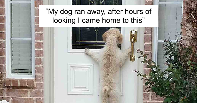 funny-silly-dogs