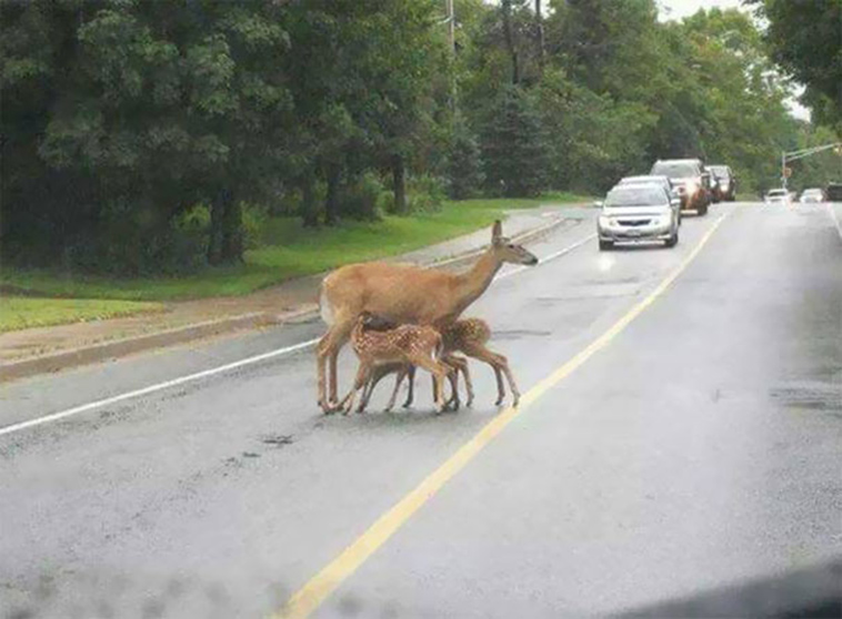 funny-strange-things-on-the-road