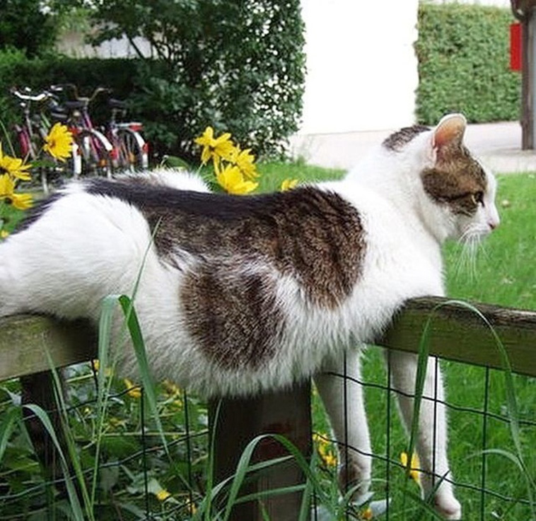 Cats Are Hilarious Creatures
