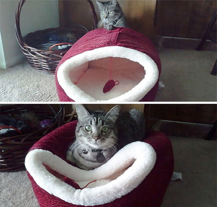 Cats Are Hilarious Creatures