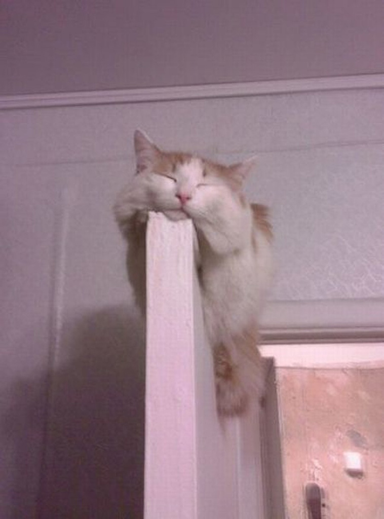 Cats Are Hilarious Creatures
