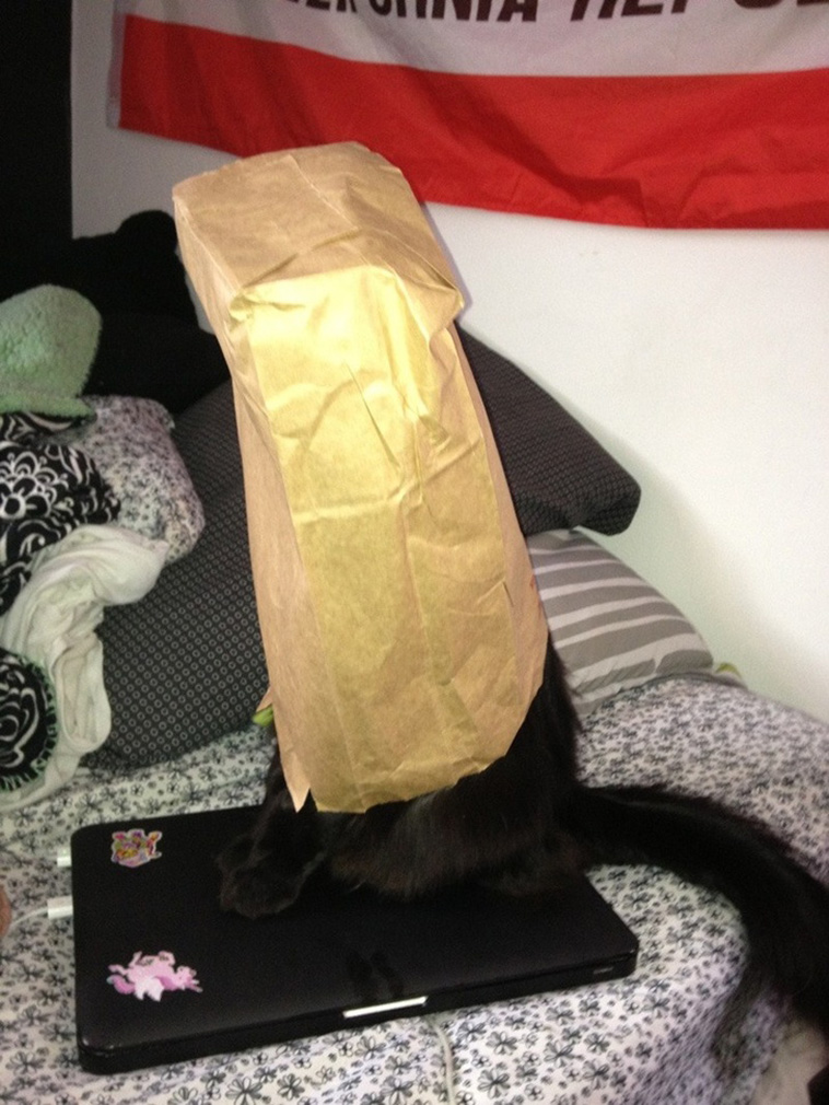 Cats Are Hilarious Creatures