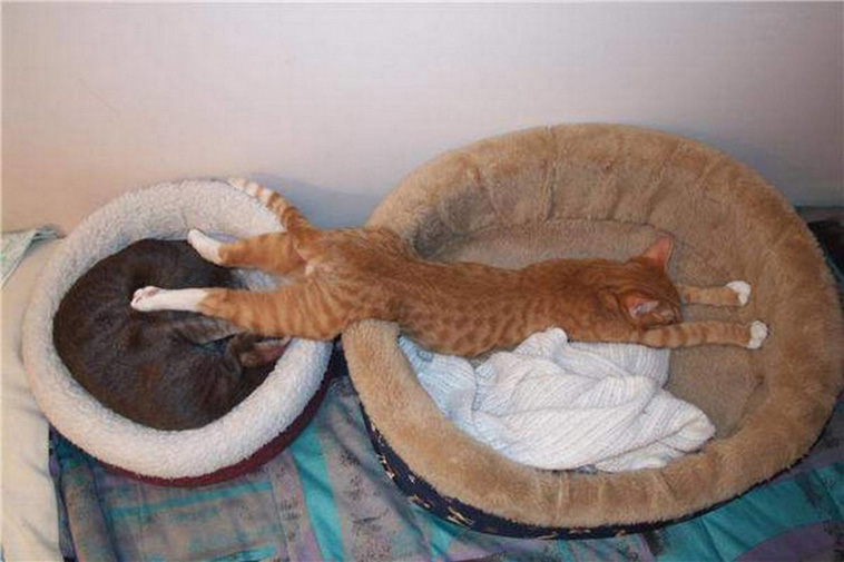 Cats Are Hilarious Creatures