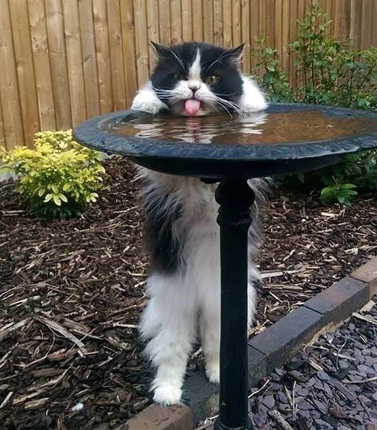 Cats Are Hilarious Creatures