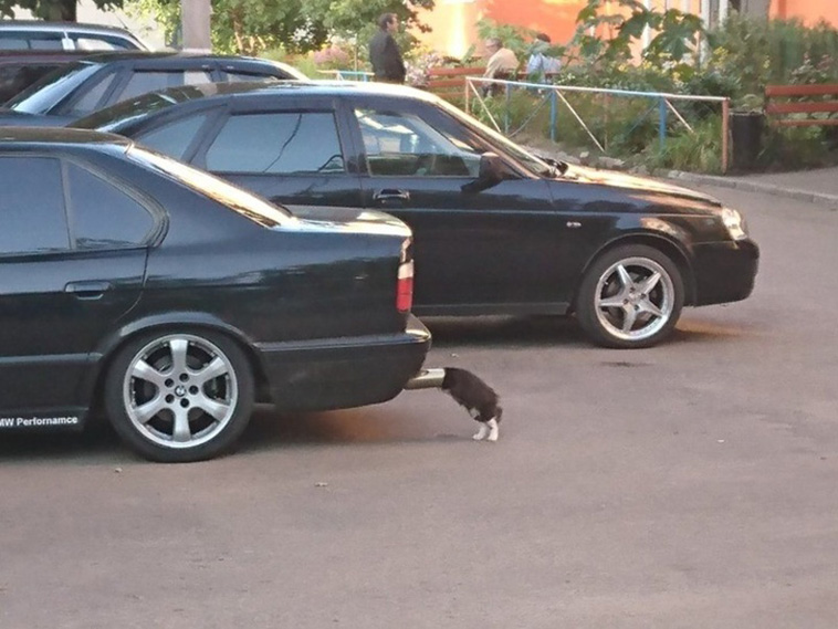 Cats Are Hilarious Creatures