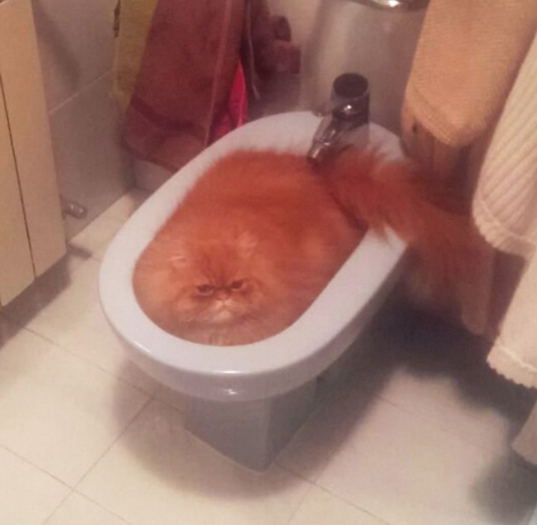 Cats Are Hilarious Creatures
