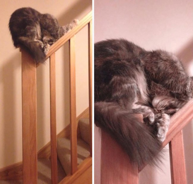 Cats Are Hilarious Creatures