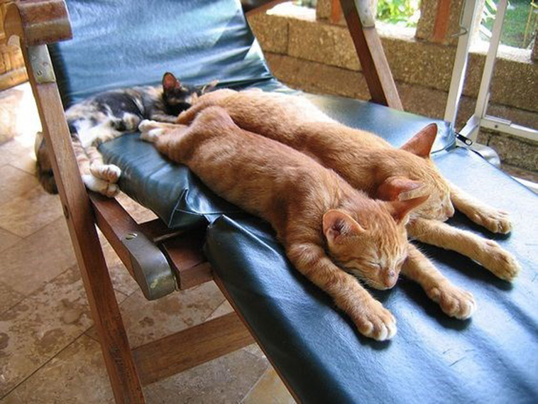 Cats Stretched Out Taking a Nap