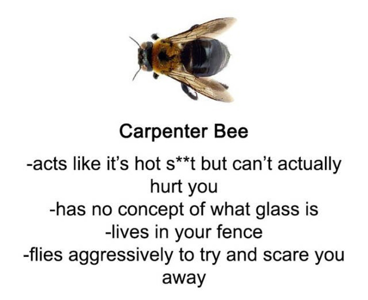 differences between bees