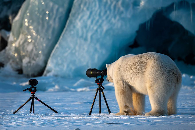 comedy-wildlife-photography-awards-finalists-2018