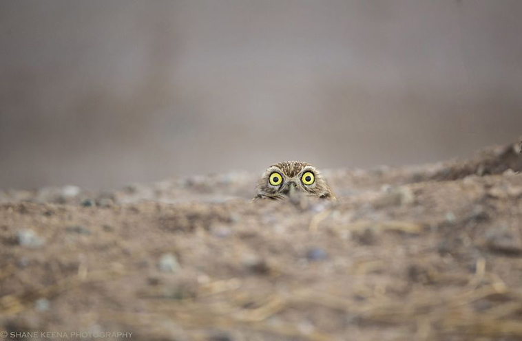 comedy-wildlife-photography-awards-finalists-2018