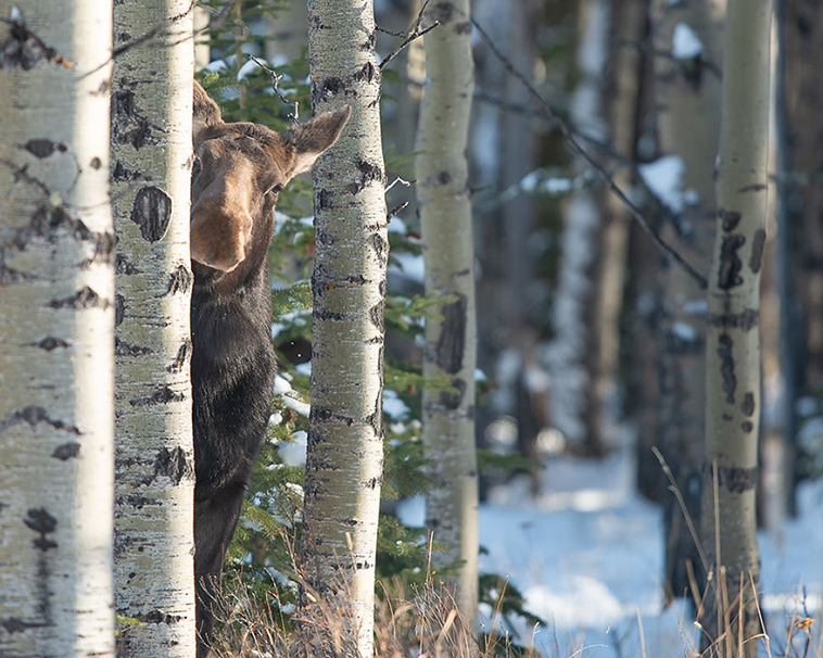 comedy-wildlife-photography-awards-finalists-2018